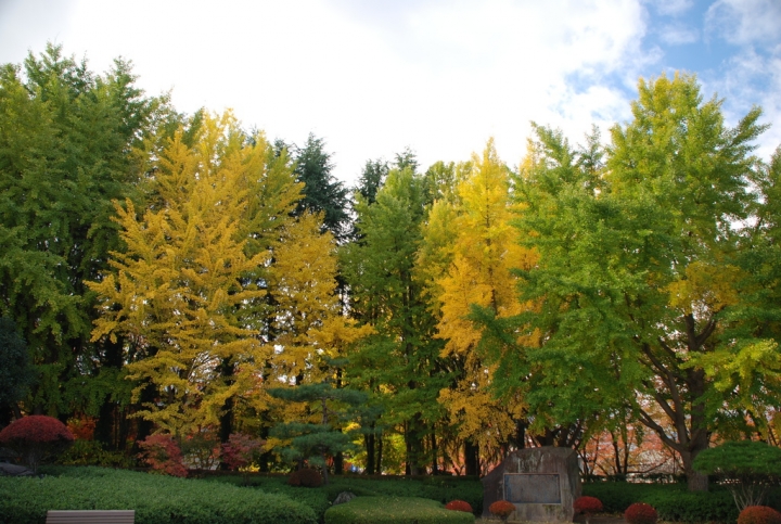 <日本>2009日本賞楓~面白山高原、霞城公園及仙台