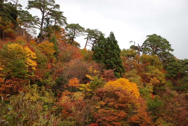 ＜日本＞2009日本賞楓～上野、山寺