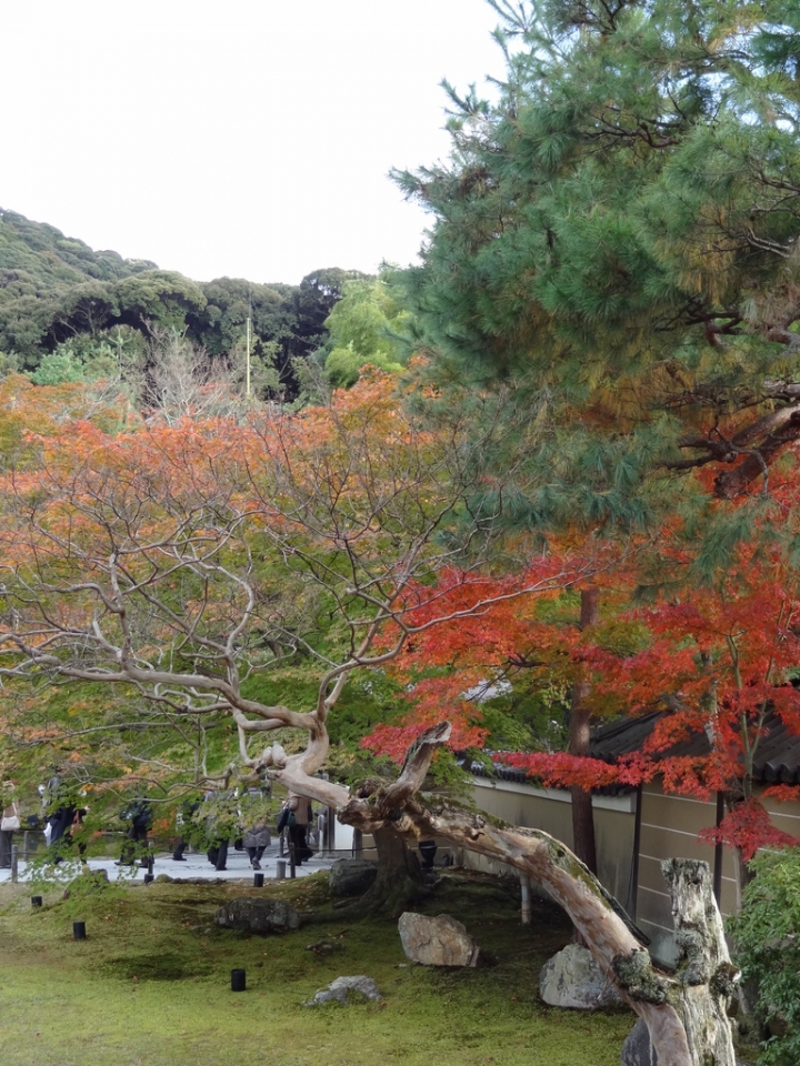 <日本>2011自私之日本行~清水寺岡本和服體驗、八坂神社、花見小路