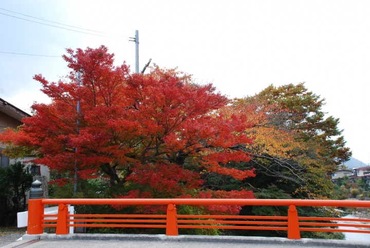 ＜日本＞2009日本賞楓～上野、山寺