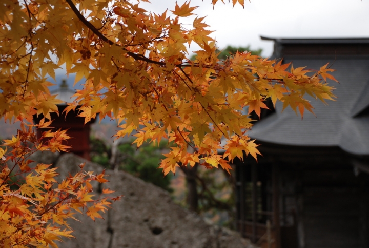 ＜日本＞2009日本賞楓～上野、山寺