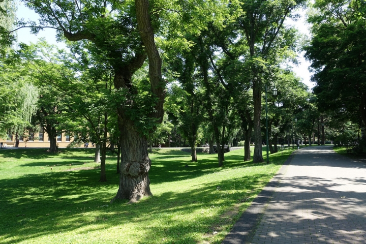 【2016北海道親子行】札幌市區景點。漫步在夏日綠意盎然的北海道大學校園