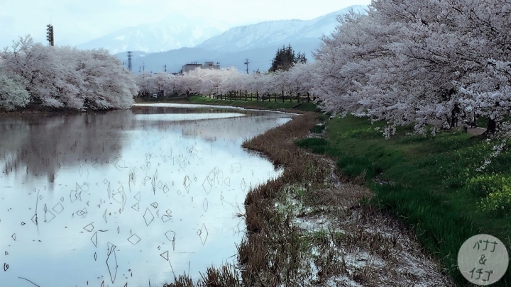 「新潟景點」--日本三大夜櫻之一:高田公園