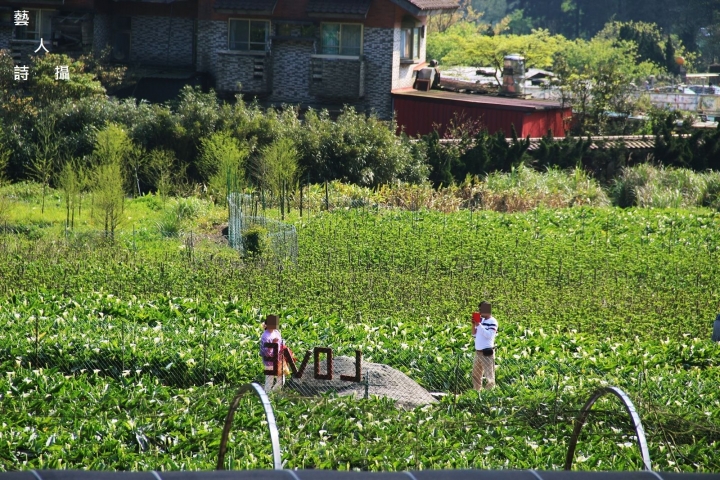 竹子湖馬蹄蓮.海芋季2017@台北陽明山.藝人詩攝
