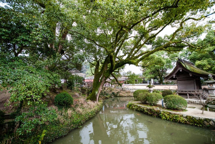 [日本北九州自助行]-福岡-太宰府天滿宮賞冬梅