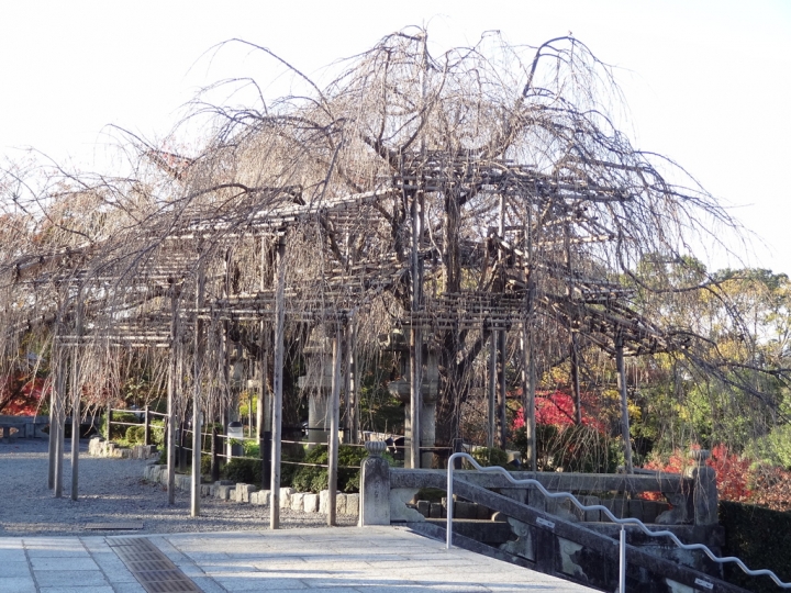 <日本>2011自私之日本行~清水寺岡本和服體驗、八坂神社、花見小路