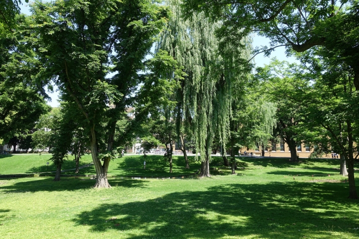 【2016北海道親子行】札幌市區景點。漫步在夏日綠意盎然的北海道大學校園