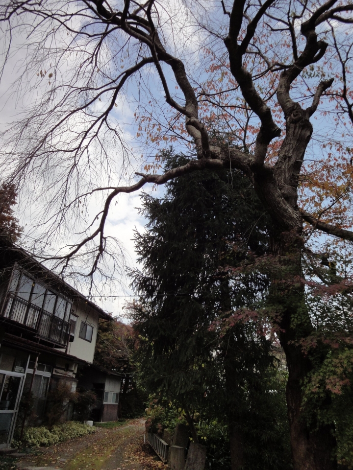 ＜日本＞2009日本賞楓～上野、山寺