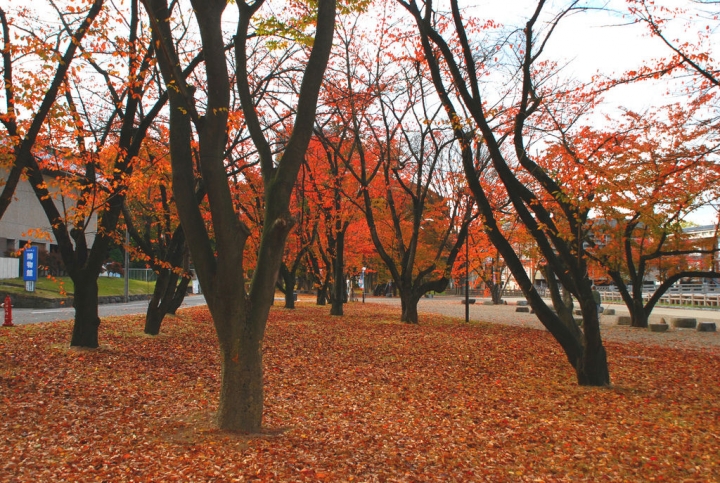 <日本>2009日本賞楓~面白山高原、霞城公園及仙台