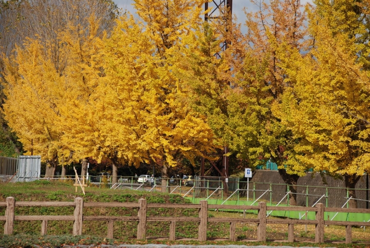 <日本>2009日本賞楓~面白山高原、霞城公園及仙台