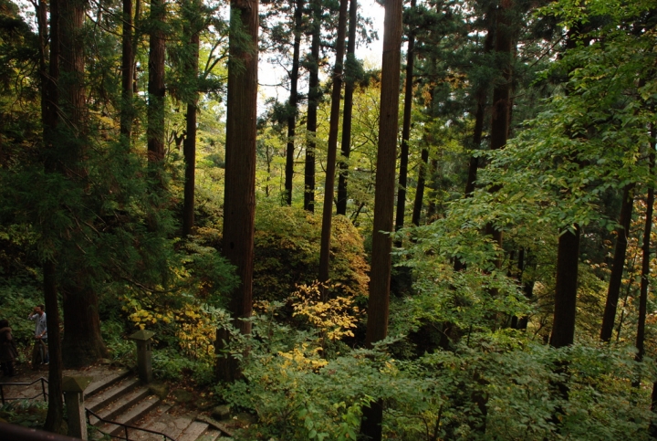 ＜日本＞2009日本賞楓～上野、山寺