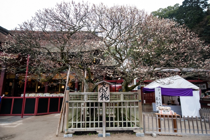 [日本北九州自助行]-福岡-太宰府天滿宮賞冬梅