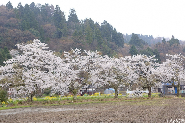 【滋賀】余吳湖賞櫻，走過路過不要錯過