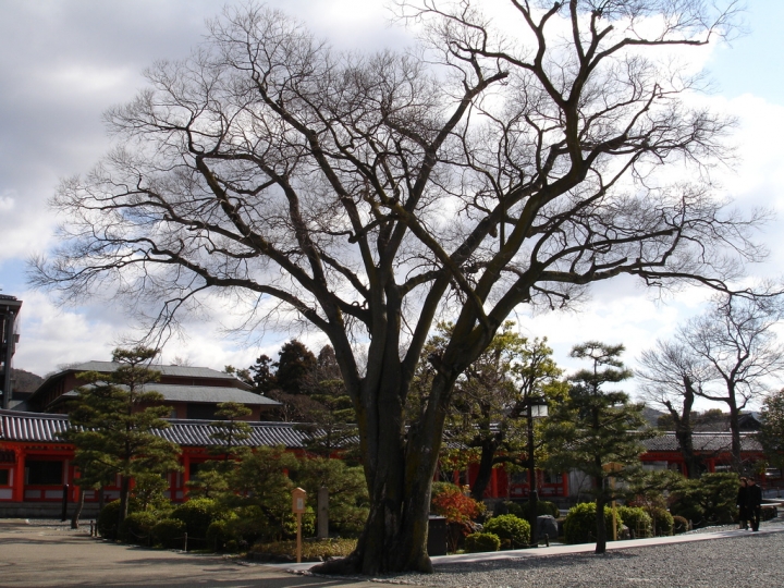 ＜日本＞2007日本～西本願寺、三十三間堂、清水寺、八坂神社等