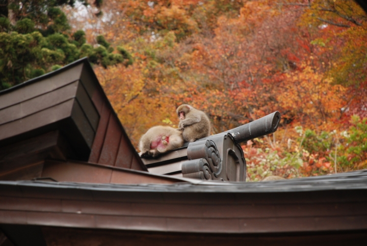 ＜日本＞2009日本賞楓～上野、山寺