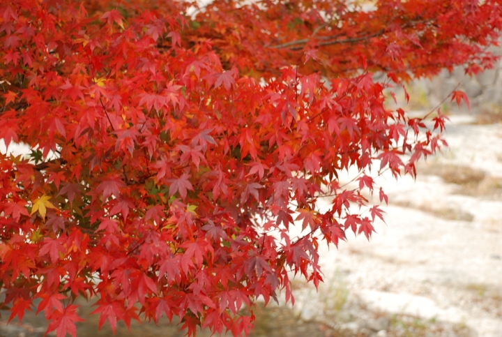 ＜日本＞2009日本賞楓～上野、山寺