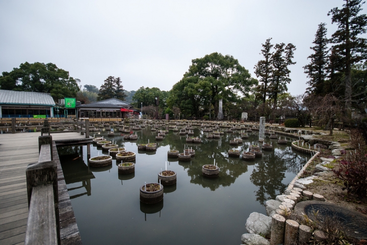[日本北九州自助行]-福岡-太宰府天滿宮賞冬梅