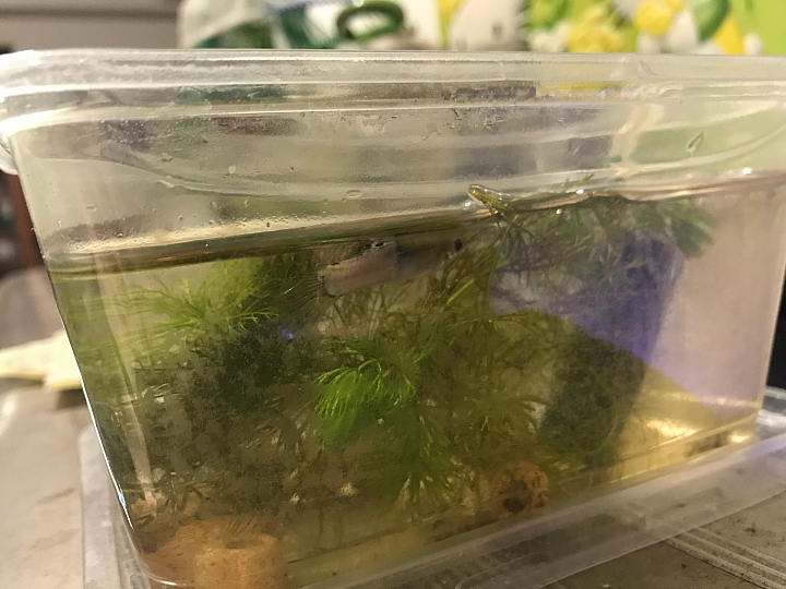 孔雀魚暴斃，急件，懇請大師入內