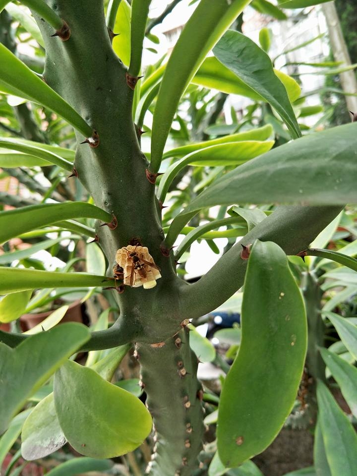 請問這是虎頭嗎?