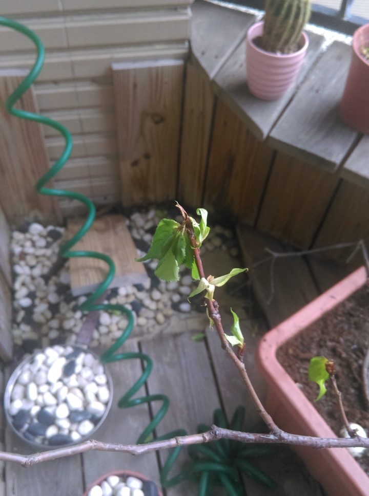 櫻花樹葉子發黃下垂出了什麼事！！！！
