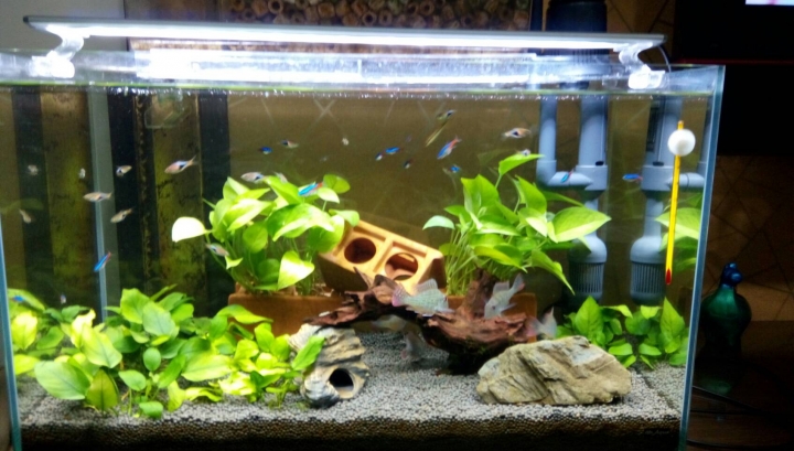 關刀混養燈科魚混養缸