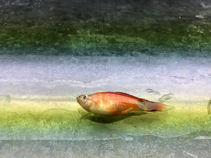 孔雀魚暴斃，急件，懇請大師入內