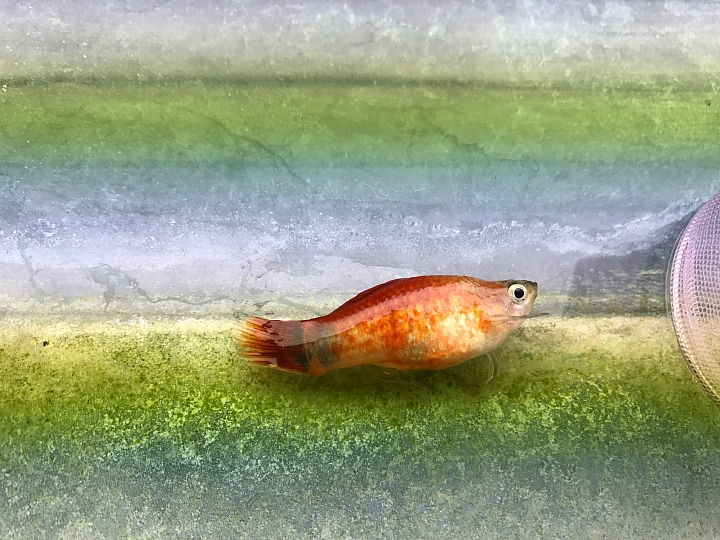 孔雀魚暴斃，急件，懇請大師入內