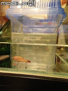 鬥魚直立游泳等