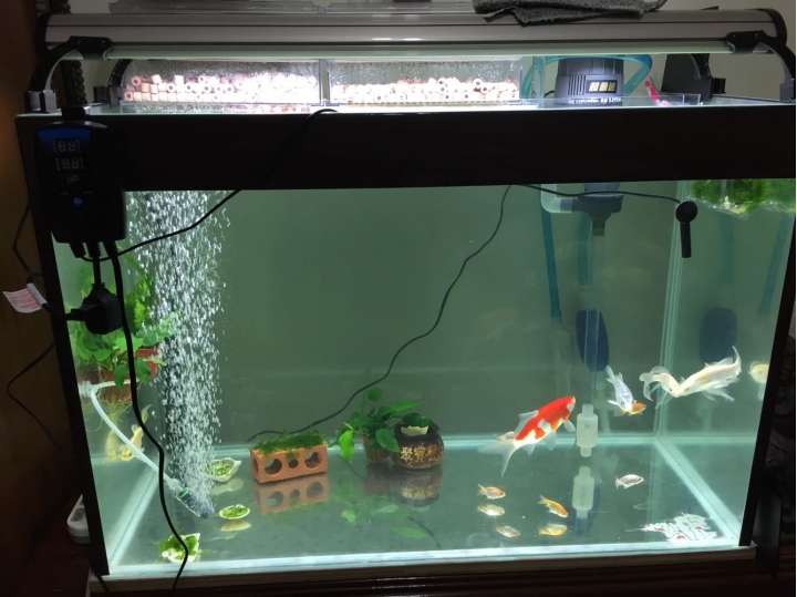 關於魚缸生態