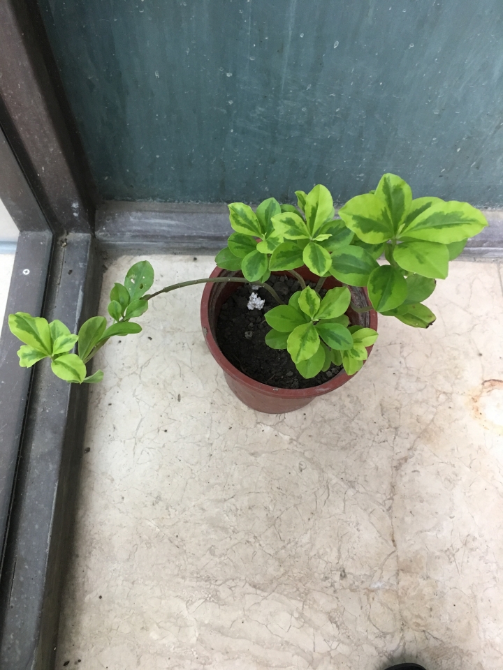請問這是什麼植物，朋友送的，謝謝。
