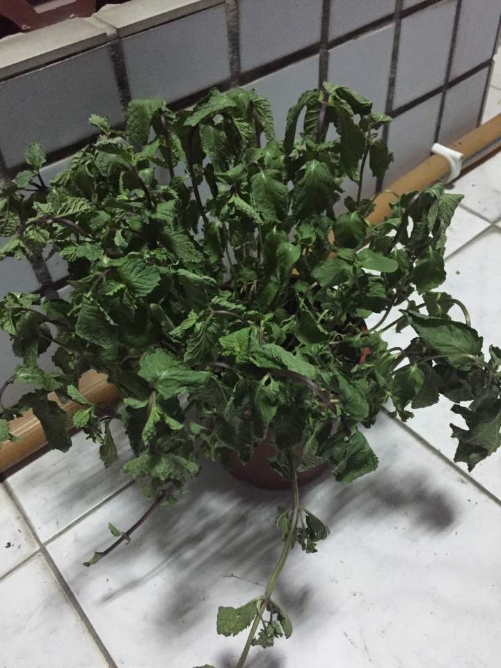 我的薄荷怎麼了？還有救嗎？