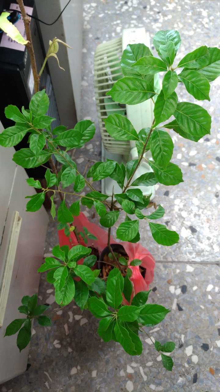 請教各位這是什麼樹種？