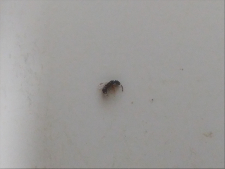 請問這是隱翅蟲嗎