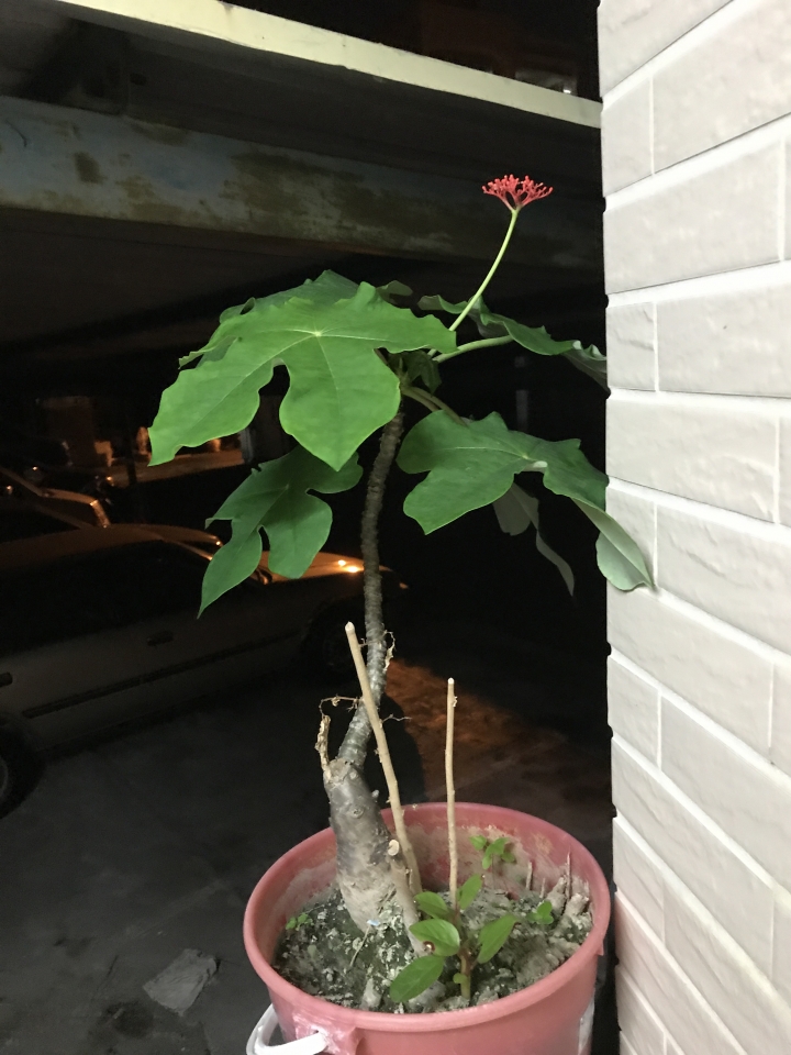 植物詢問
