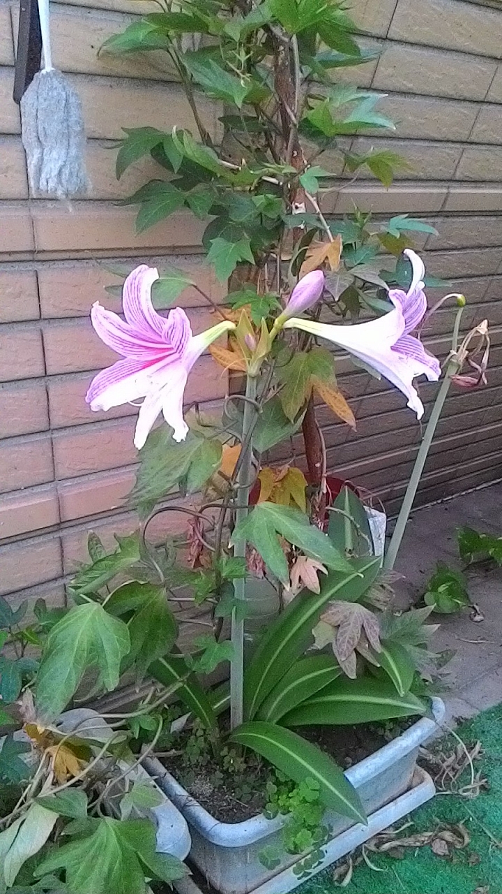 請問這是什麼植物?