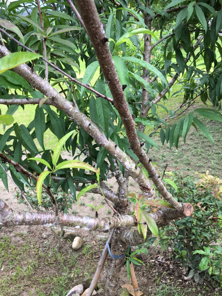 請問一下這些植物是得了什麼病該怎麼防治呢