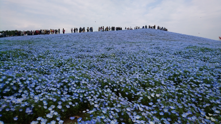 茨城縣國營日立海濱公園紫蝶花