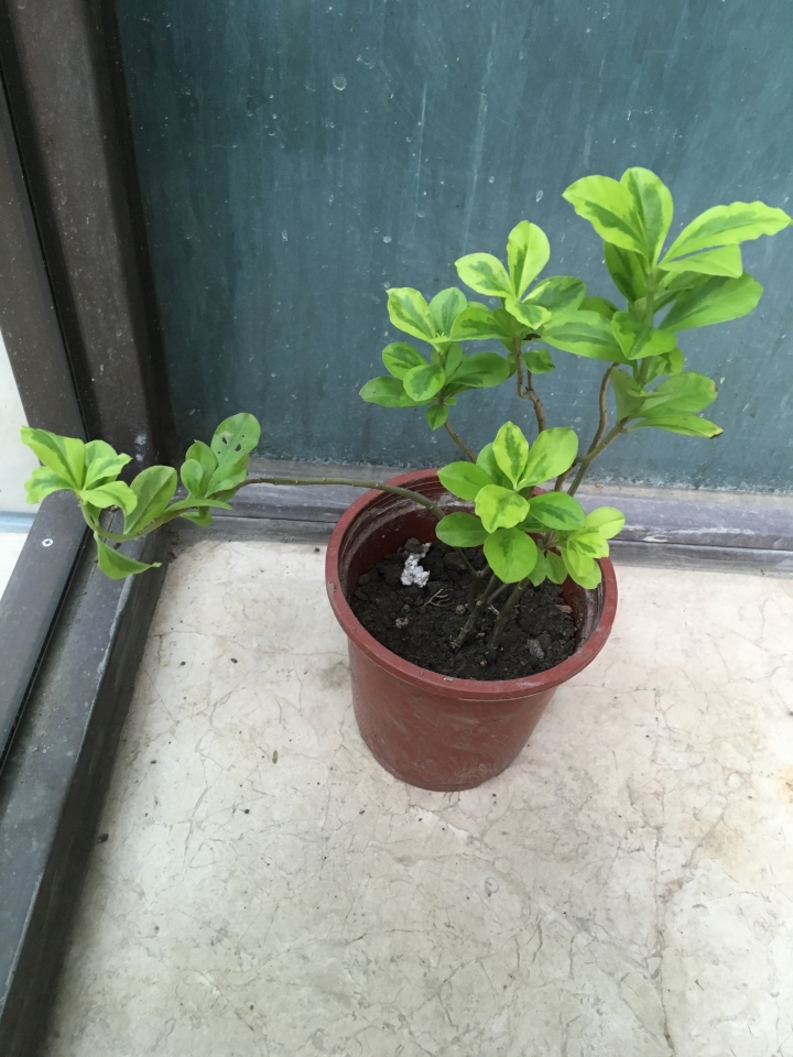 請問這是什麼植物，朋友送的，謝謝。