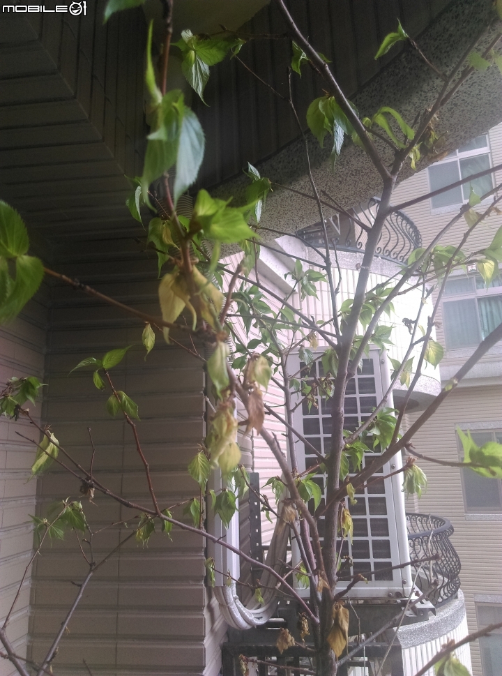 櫻花樹葉子發黃下垂出了什麼事！！！！