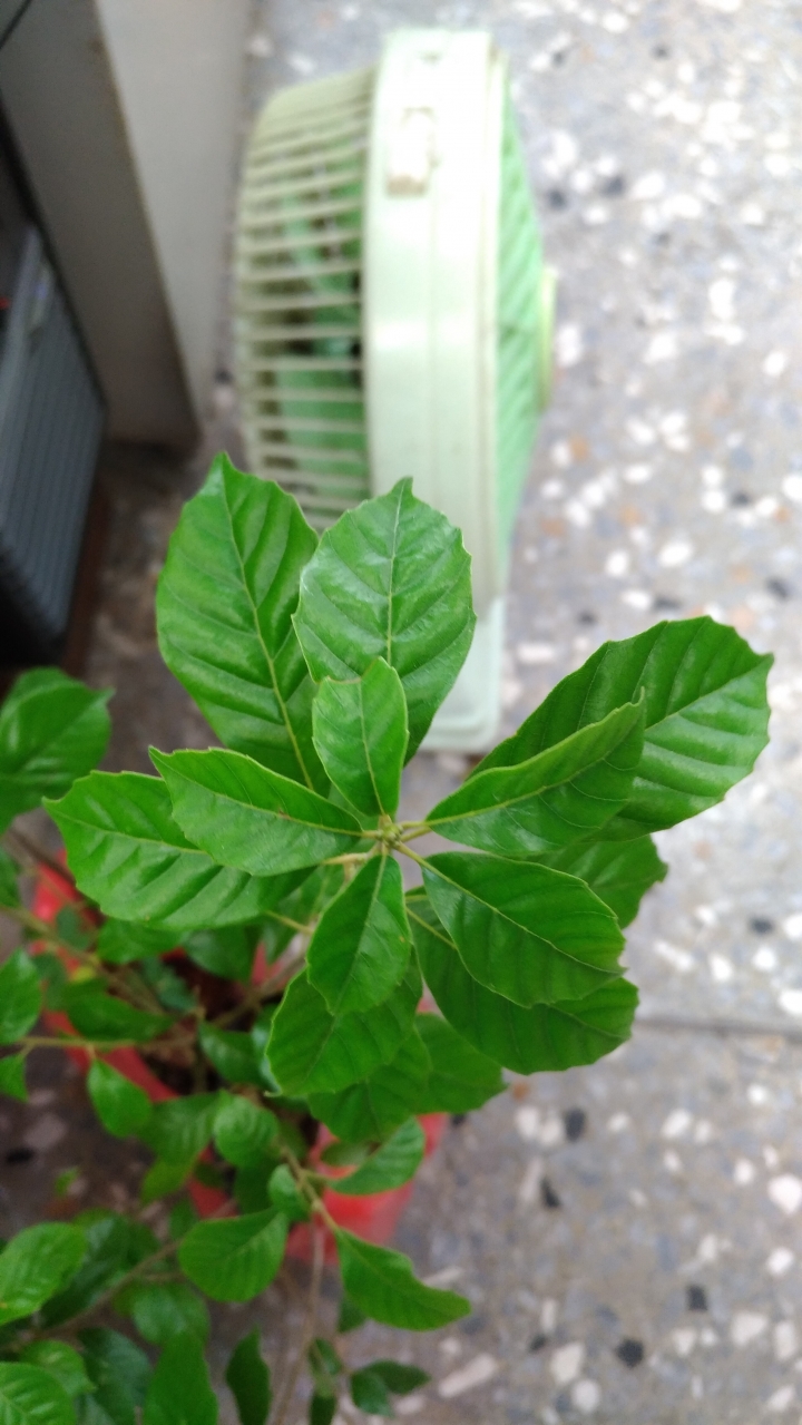 請教各位這是什麼樹種？