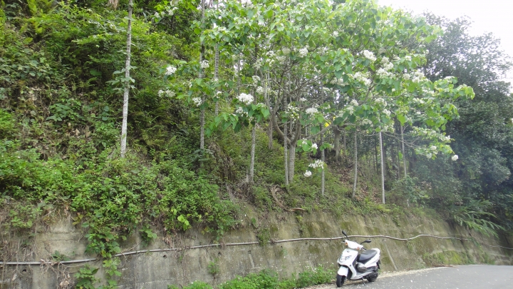 「神鵝瞎旅」霧峰山南山北走一回 之北段 下集[發現桐林村之美]