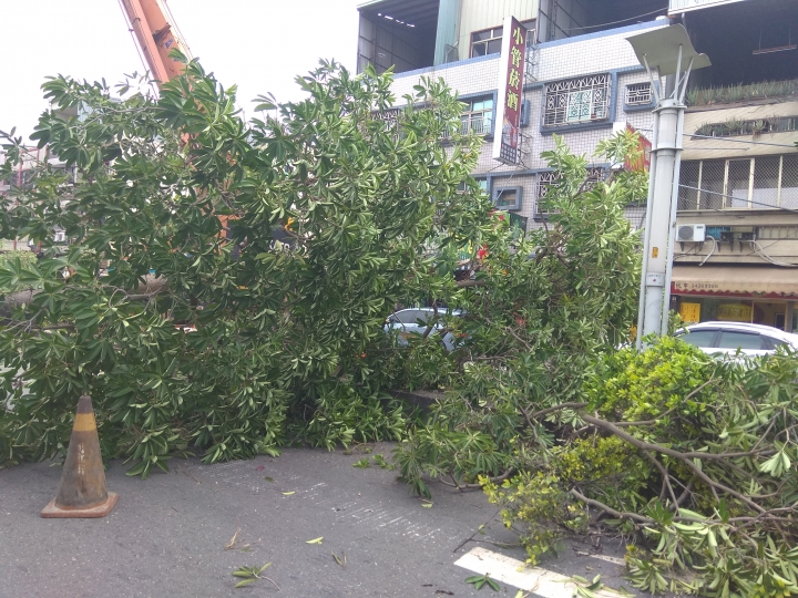 請問台中大雅中清路在做什麼工程？怎麼把路中間分隔島的大樹(高約10公尺 直徑約50∼60公分)都砍光了？
