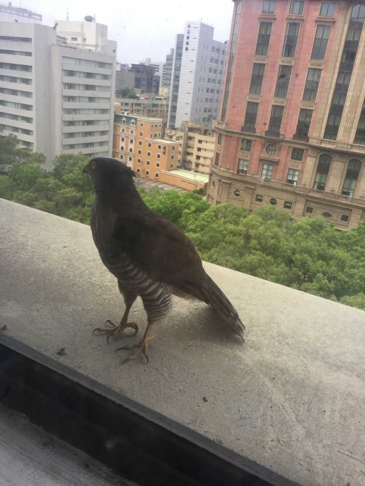 這是什麼鳥類？