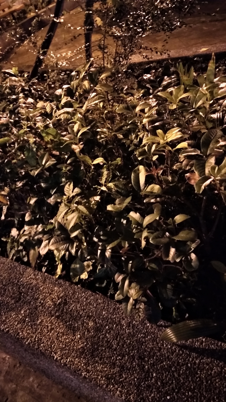 ZenFone 3 Zoom 試用