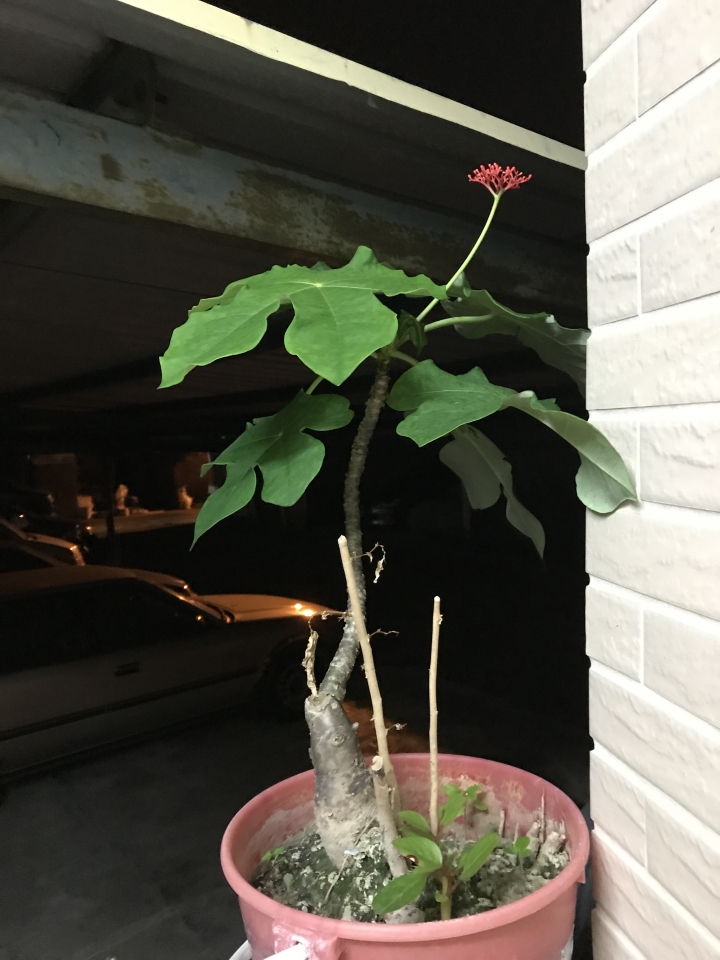 植物詢問