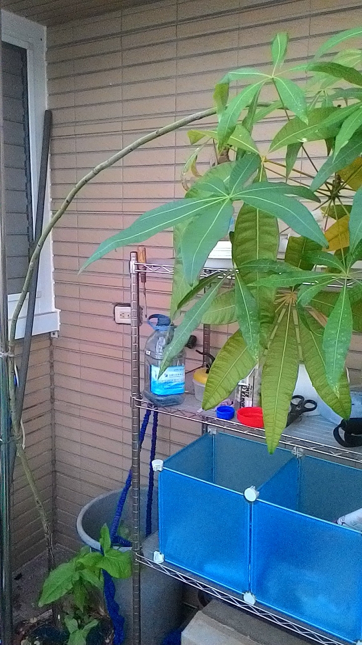 請問這是什麼植物?