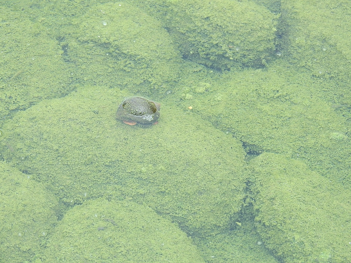 遠看像小紅花，近看像小紅莓，其實是................！？