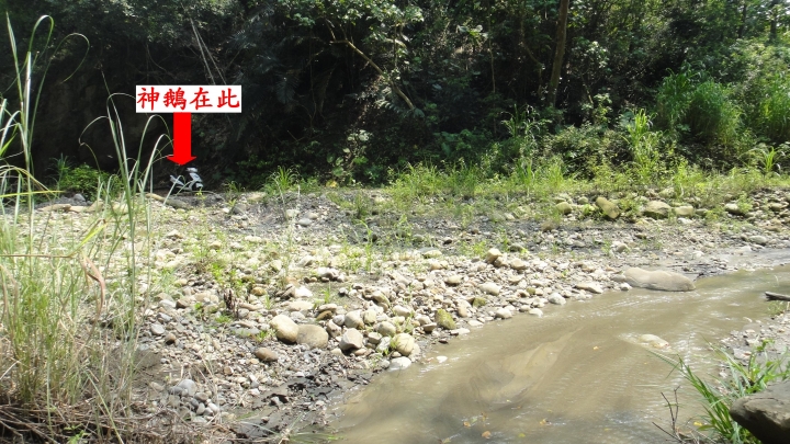 「神鵝瞎旅」霧峰山南山北走一回 之 南段 上集[往條子杯杯打槍的地方走]