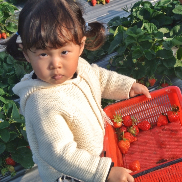 復古MARCH：VERITA，2017苗栗棗莊、七股莓開眼笑草莓園車聚