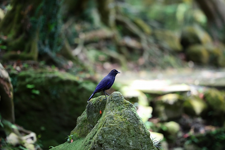 為超高畫素而生‧Sigma 135mm F1.8 DG HSM Art 長焦與大光圈的完美邂逅！